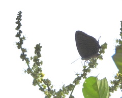 Arhopala silhetensis