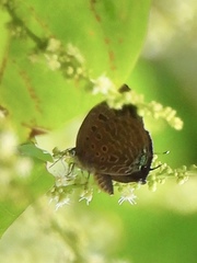 Arhopala silhetensis