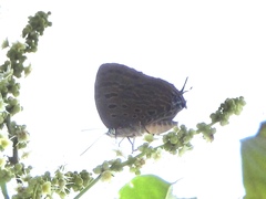 Arhopala silhetensis