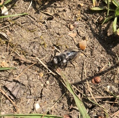 Andrena cineraria
