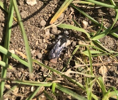 Andrena cineraria