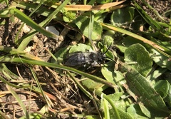 Andrena cineraria