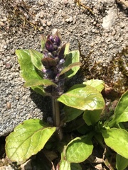 Ajuga reptans