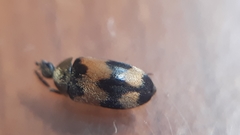 Attagenus bifasciatus