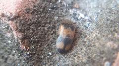 Attagenus bifasciatus