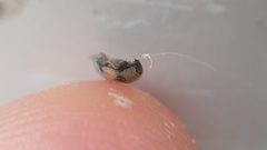 Attagenus bifasciatus