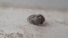 Attagenus bifasciatus