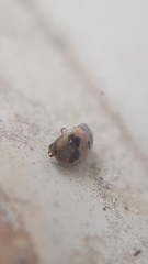 Attagenus bifasciatus