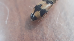Attagenus bifasciatus
