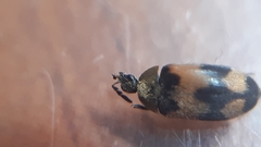 Attagenus bifasciatus