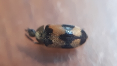 Attagenus bifasciatus