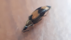 Attagenus bifasciatus