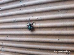 Salticidae