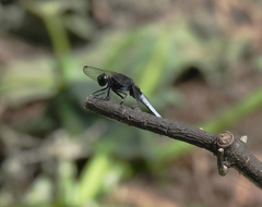 Orthetrum triangulare