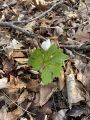 Sanguinaria canadensis