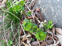 Euphorbia sieboldiana