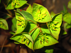 Euphorbia sieboldiana