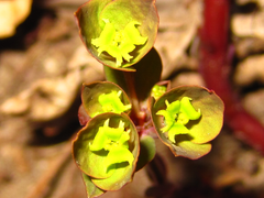Euphorbia sieboldiana