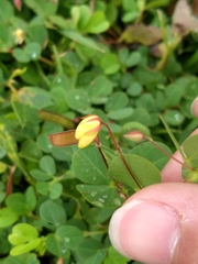 Chamaecrista rotundifolia