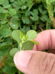 Chamaecrista rotundifolia