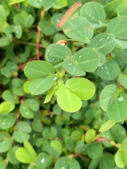 Chamaecrista rotundifolia