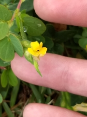 Chamaecrista rotundifolia