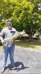 Iguana iguana