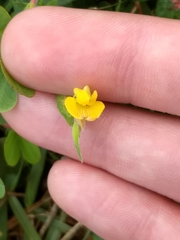 Chamaecrista rotundifolia