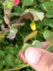 Chamaecrista rotundifolia