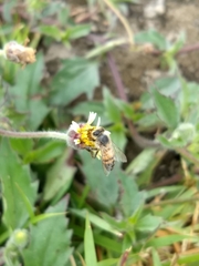 Apis mellifera