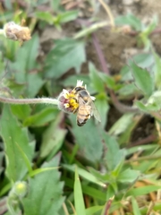 Apis mellifera