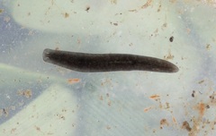 Dendrocoelidae