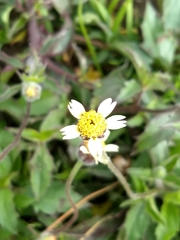 Tridax procumbens