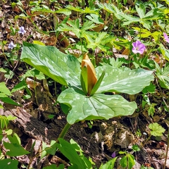 Trillium luteum