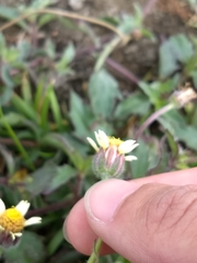 Tridax procumbens