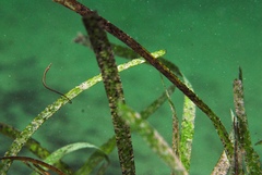 Stigmatopora narinosa