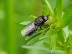 Odontomyia tigrina