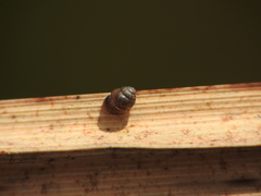 Vertigo moulinsiana
