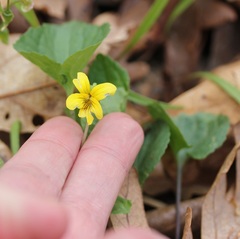 Viola eriocarpa