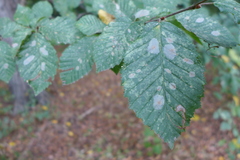 Phyllonorycter esperella