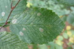 Phyllonorycter esperella