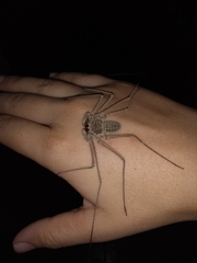 Paraphrynus chacmool