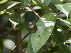 Arhopala silhetensis
