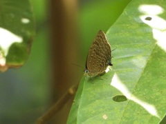 Arhopala silhetensis