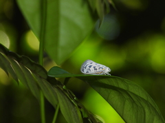 Copsyrna maculata