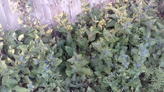 Pentaglottis sempervirens