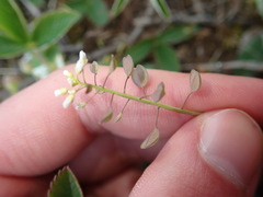 Noccaea perfoliata