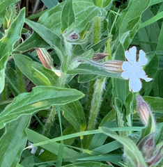 Silene latifolia