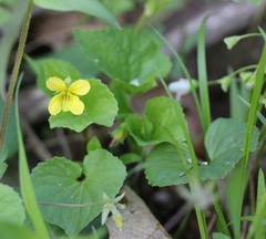 Viola eriocarpa