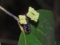 Euselates perraudieri taivanica
